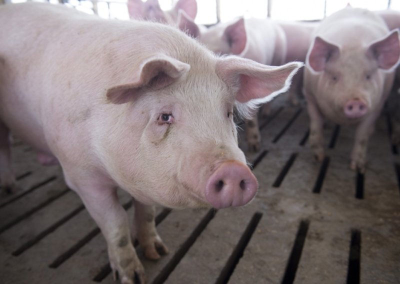 Afrička svinjska kuga izbila na dva mjesta: 'Dokaz da virus nesmetano cirkulira'