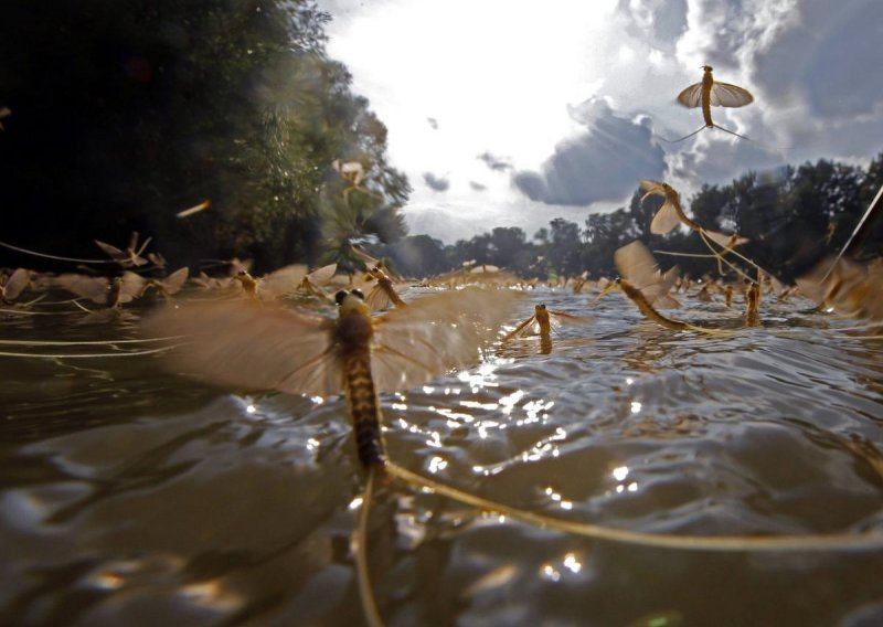 Tisuće vodenih kukaca preplavilo površinu rijeke