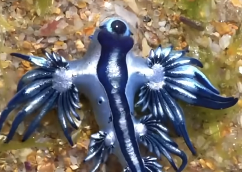 VIDEO Flota rijetkih 'plavih zmajeva' zatvorila poznate mediteranske plaže