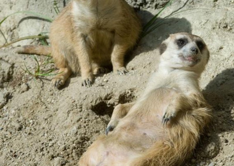 Preslatki stanovnici zagrebačkog ZOO-a uživaju na suncu