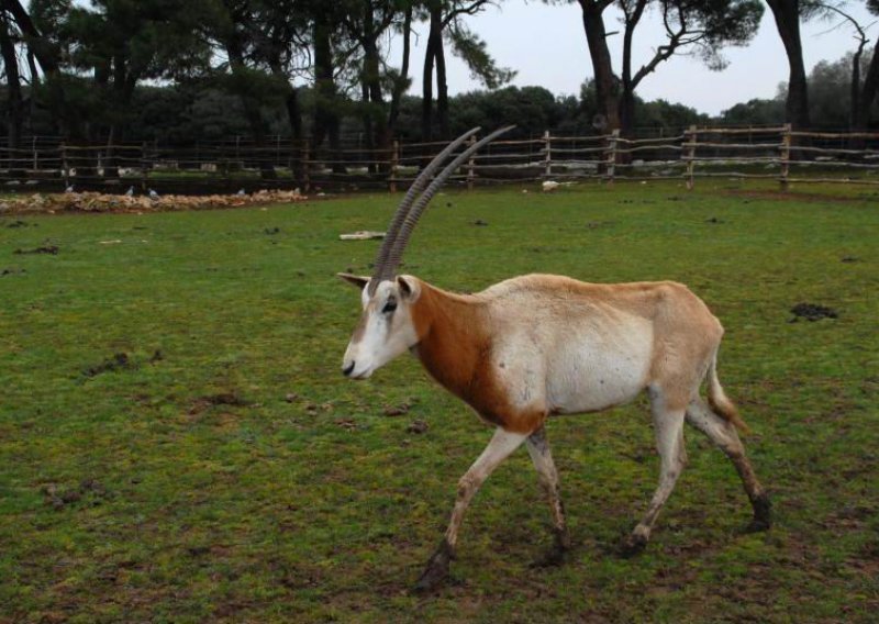 Ne želimo arapske milijune, ali bolesne antilope su OK?!