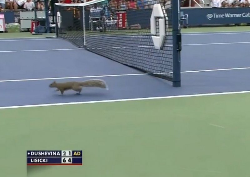 Mislite da jedna vjeverica ne može prekinuti teniski meč?