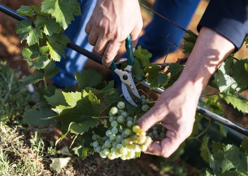 Vinogradari zadovoljno trljaju ruke: Vino bi moglo biti za pamćenje
