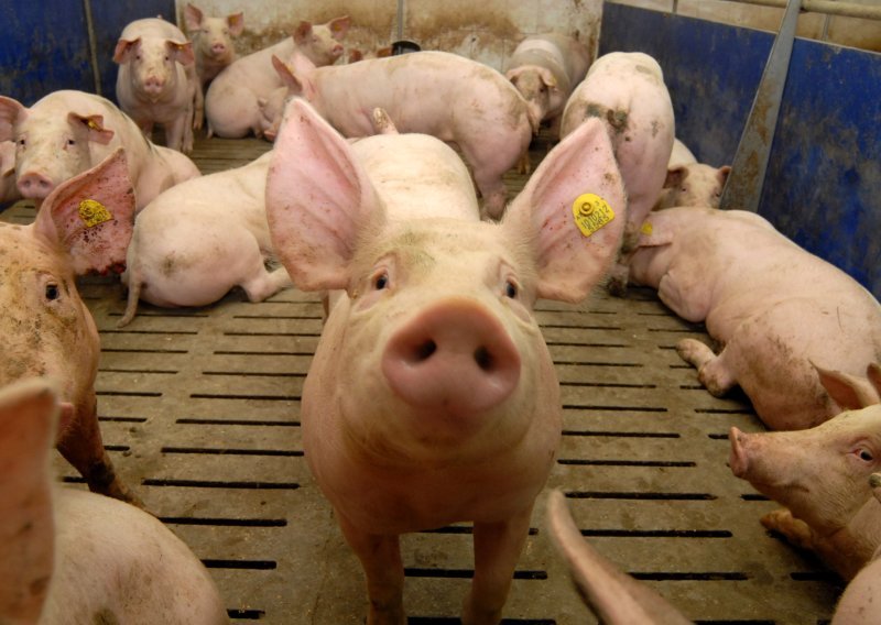 Za biosigurnosne mjere u objektima za uzgoj svinja predviđeno tri milijuna eura