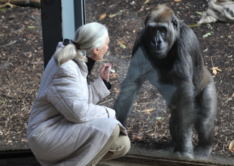 Jane Goodall svojedobno o 'modernim alfa mužjacima': 'Trumpa, Muska, Putina, Xija i Netanyahua lansirala bih u svemir'