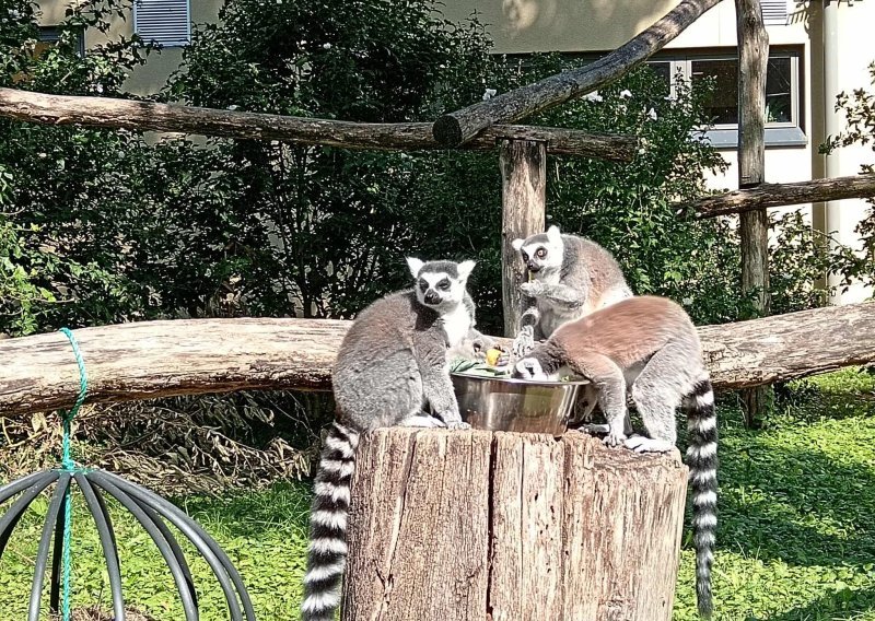 Zagrebački ZOO obilježava 101. godinu postojanja projektima zaštite ugroženih divljih vrsta