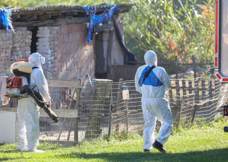 Potvrđeni novi slučajevi afričke svinjske kuge u Osječko-baranjskoj županiji