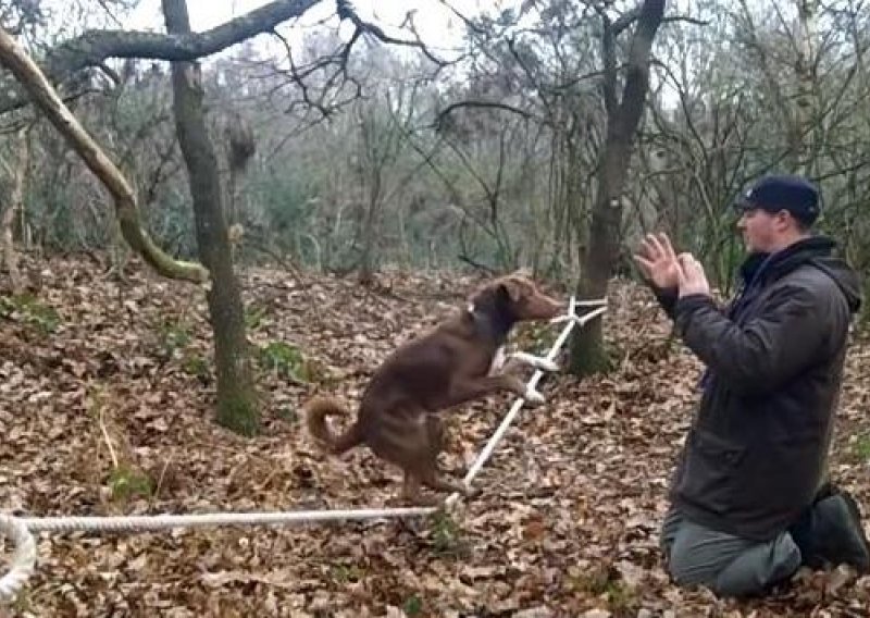 Pas akrobat balansira na užetu