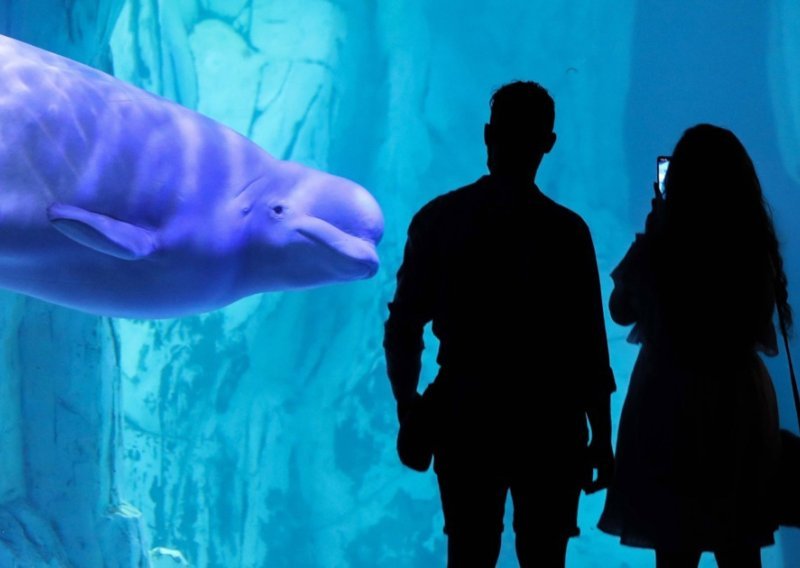 Ucjena vlade ili nužda? Morski park prijeti da će eutanazirati 30 beluga kitova
