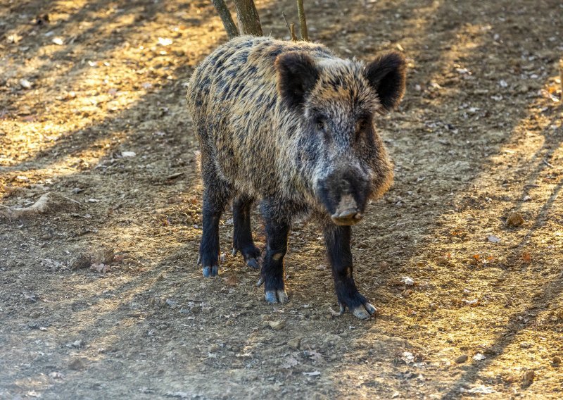 Ministar najavio: Idemo u potpuni odstrel divljih svinja u tri županije!