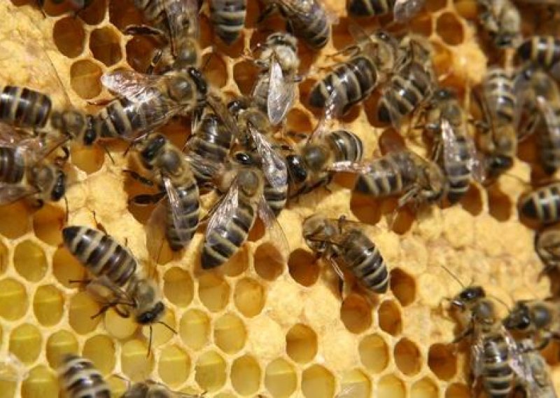 Pčelari traže uvođenje reda na tržištu