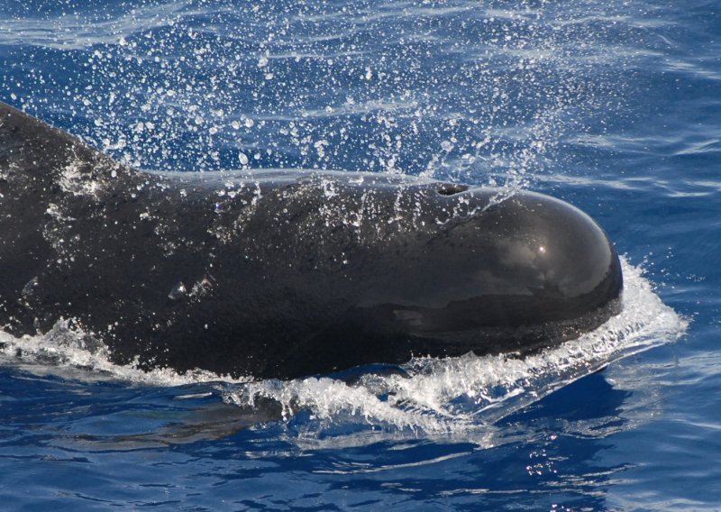 Deseci kitova uginuli nakon nasukavanja na Novom Zelandu