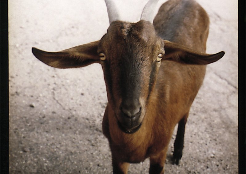 Koze se počele koristiti umjesto kosilica