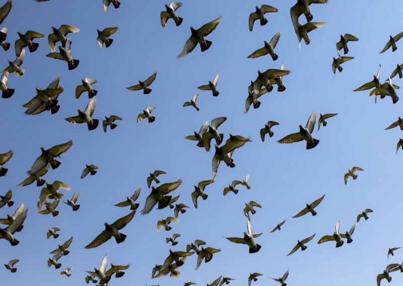 Osvanulo golemo jato jedne od najrjeđih vrsta ptica na svijetu: Ostavljam sve i smjesta idem tamo!