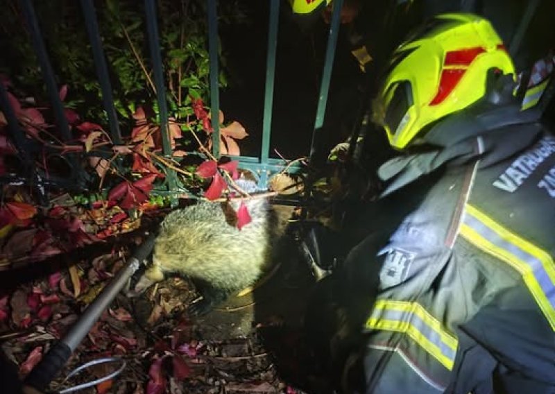 Neobična akcija vatrogasaca: 'Mali divlji susjed je prilično glasno režao'