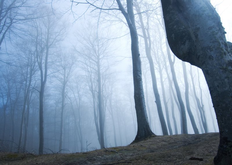 Najukletija šuma na svijetu: Izobličeno drveće, NLO-i i jezive priče iz europskog 'Bermudskog trokuta'