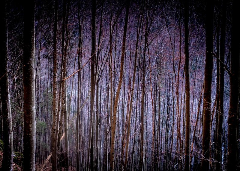 Radnika Hrvatskih šuma ubila krošnja u sječi stabala