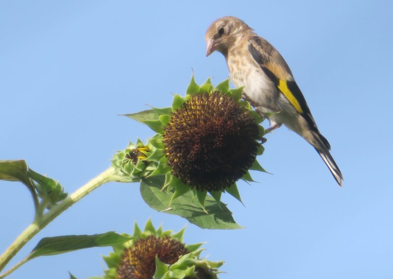 Nezakonito lovio zaštićene vrste ptica, policija ga uhvatila na djelu
