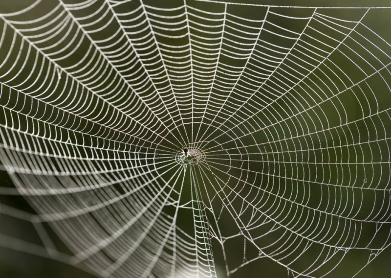 Biolozi slave otkriće pauka za kojeg su mislili da je izumro 80-ih: 'Nevjerojatna nagrada'