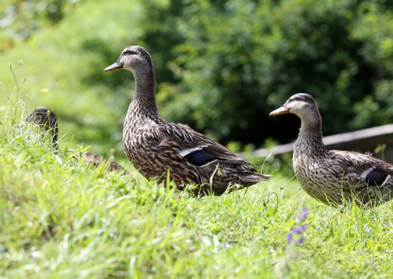 Ministarstvo upozorava: Sve je više divljih ptica pozitivno na ptičju gripu