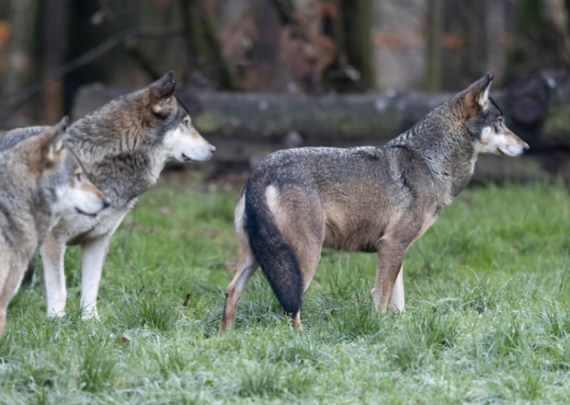 Populacija ugroženih vukova raste, vlasti su morali usmrtiti dio čopora: 'Možda ovo nije stanište za njih'