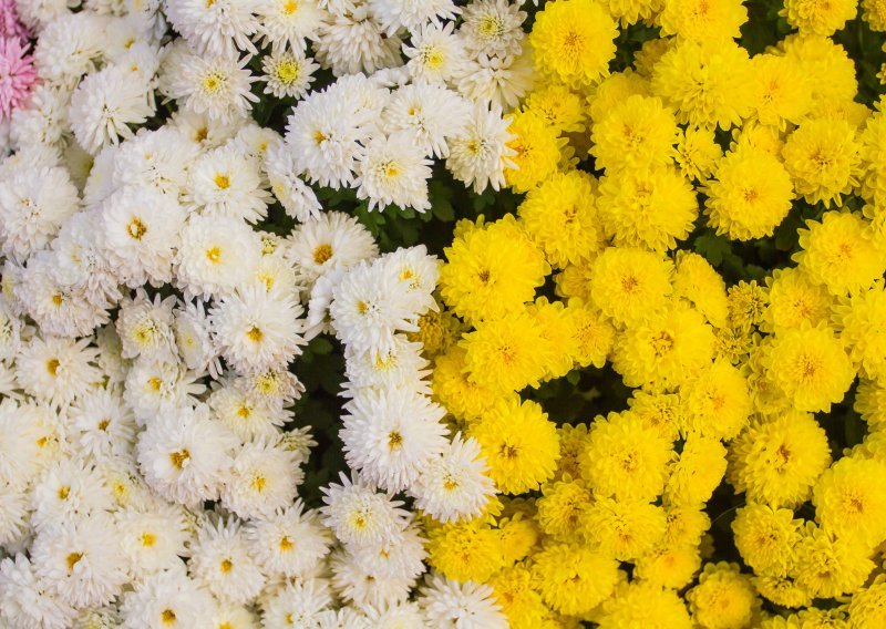 Zašto baš krizanteme nosimo na groblje za Dan mrtvih