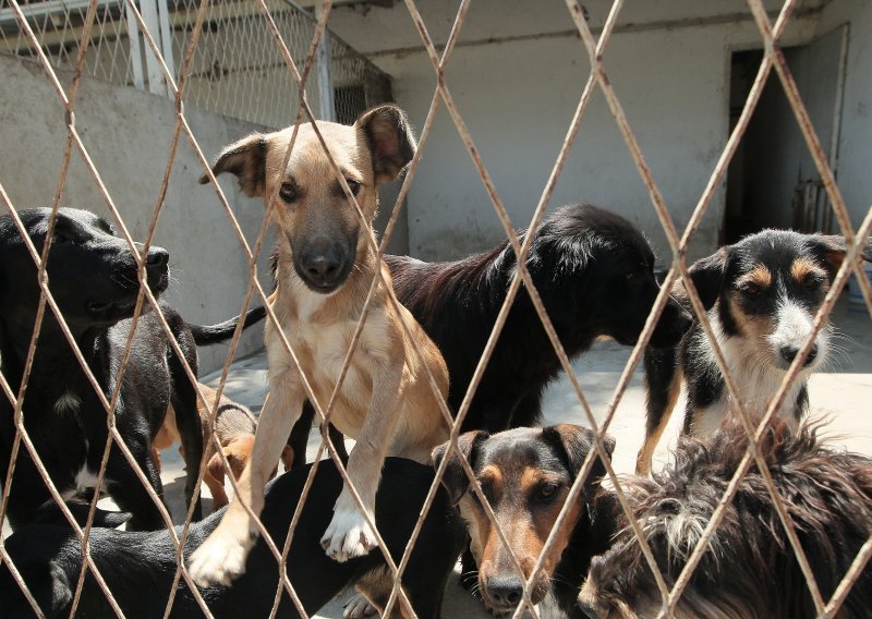 Iz romskih naselja u Međimurju u jednom danu izvučeno 37 pasa: 'Stanje je izvan kontrole'