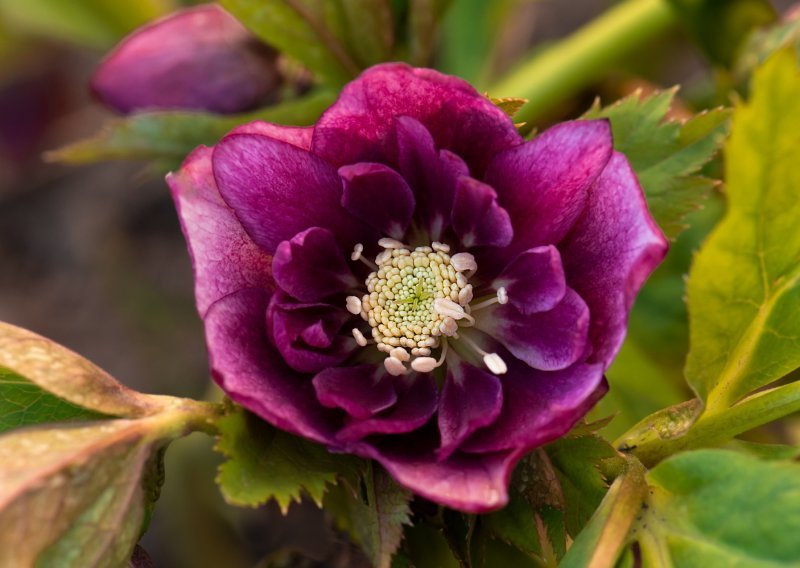 Šareni zimski vrt: Evo koje cvijeće raste čak i kroz snijeg