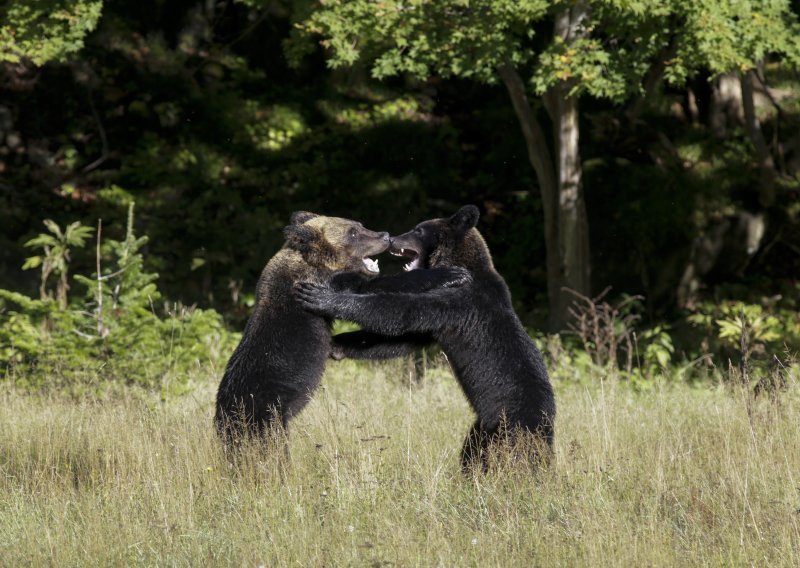 Sve češći napadi na lokalne stanovnike: Japan poslao vojsku na divlje medvjede