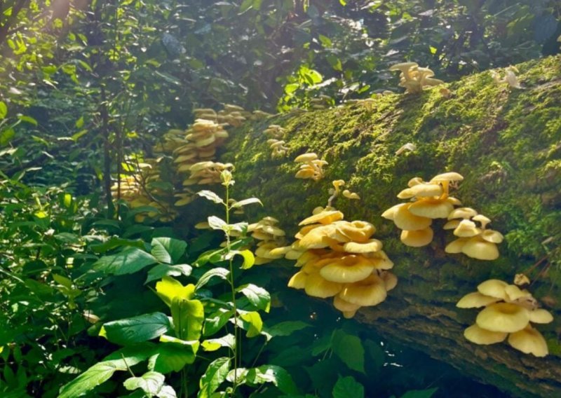 Delikatesna gljiva iz Europe prijeti domaćim gljivama u SAD-u