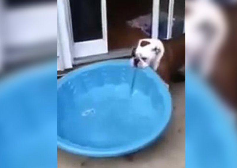 Pas odlučio bazen preseliti u kuću