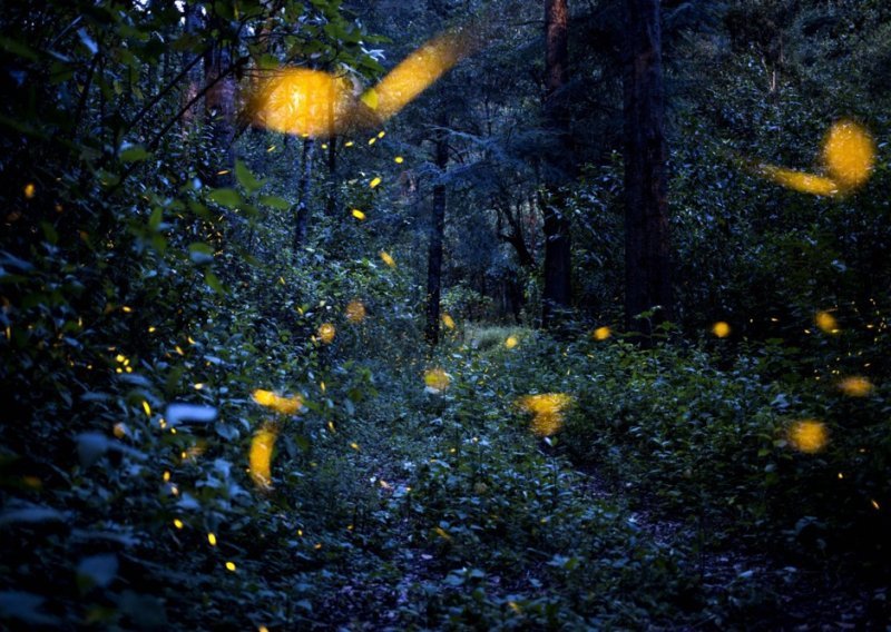 Krijesnice nestaju diljem Europe, ali postoji tračak nade