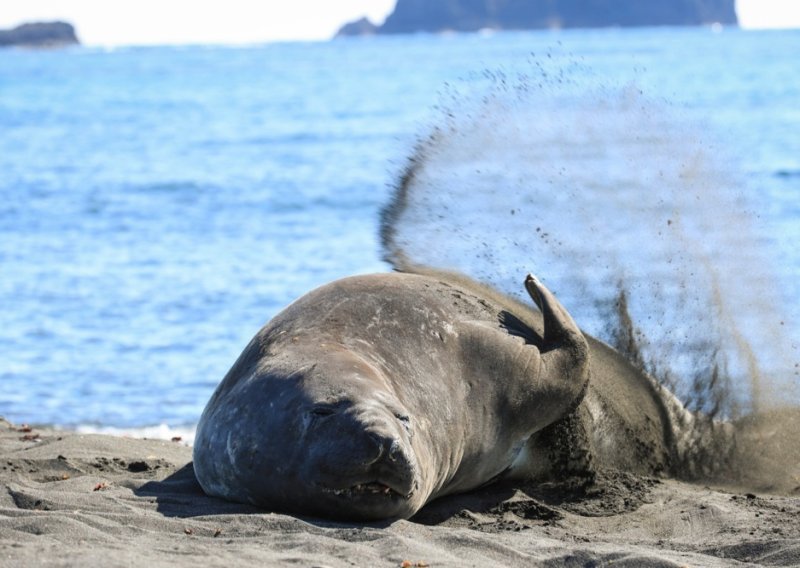 Katastrofa u oceanu: Ptičja gripa desetkovala najvećeg tuljana na svijetu