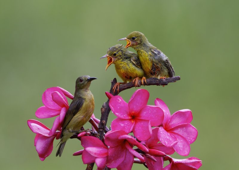 Kako ptice znaju da će uskoro svanuti? Konačno se otkriva zašto u zoru tako glasno pjevaju