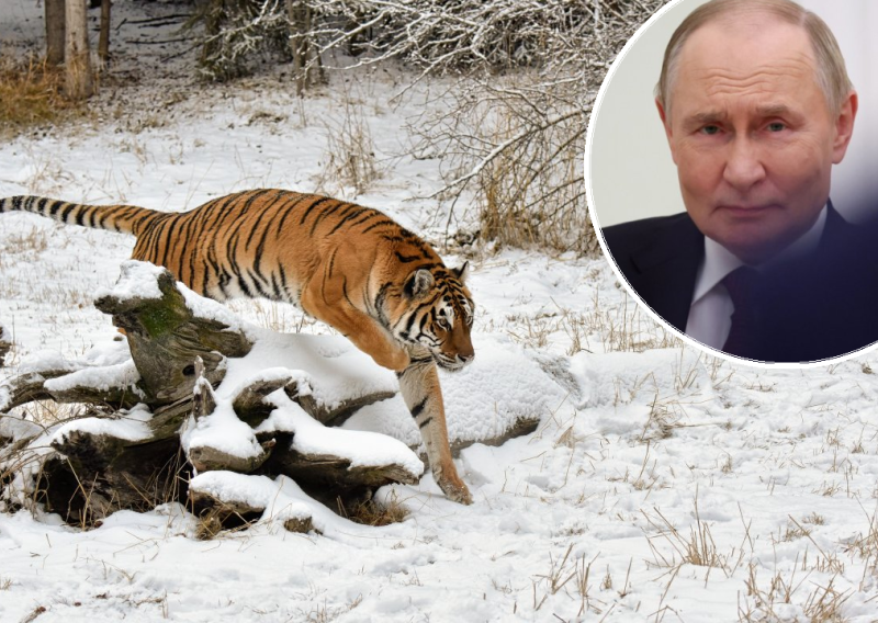 'Tigrovi su gladni': Haraju po sibirskim selima i napadaju ljude. Putin i tu ima svoje prste