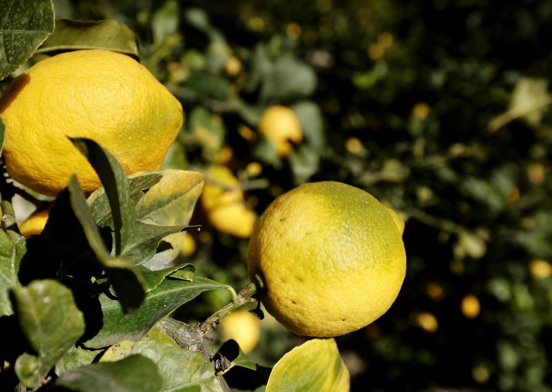 Južna Afrika ostvarila rekordan izvoz agruma