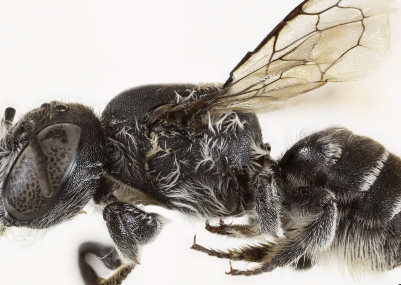 Otkrivena nova vrsta domaće pčele, prozvana je Lucifer: Ime joj savršeno pristaje