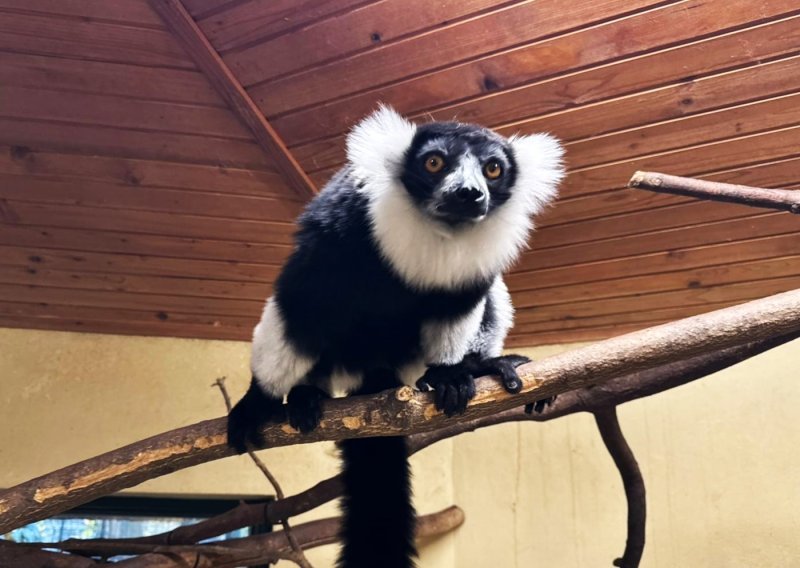 Ženka čupavouhih lemura iz Hrvatske ključna za uzgoj te kritično ugrožene vrste