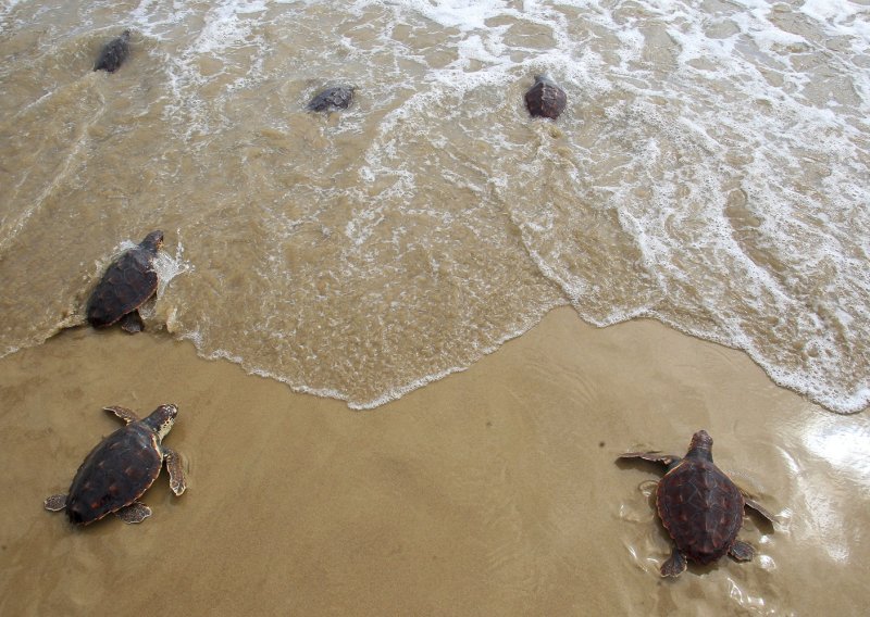 Zelene morske kornjače više nisu ugrožene, no opasnosti nisu nestale