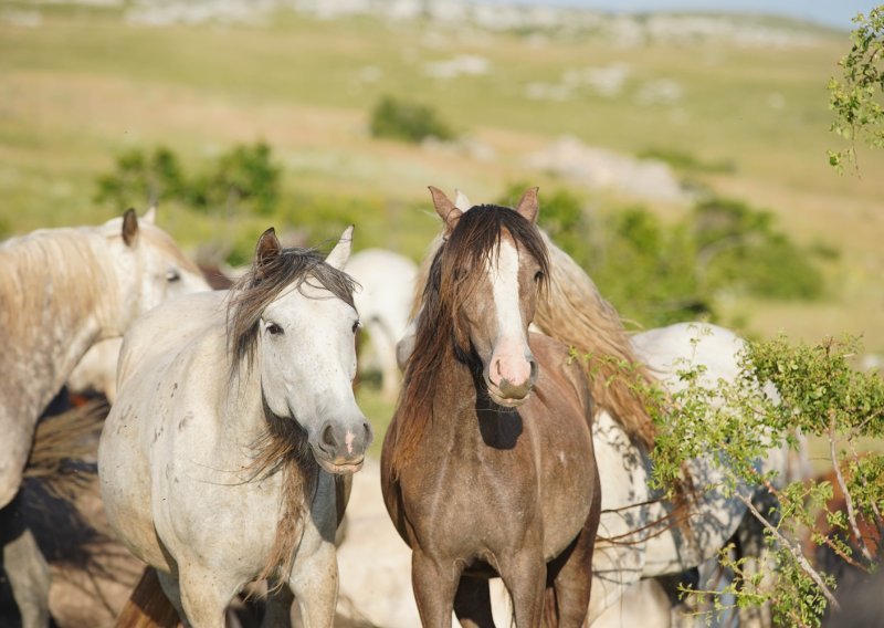 Potpisan ugovor o studiji za upravljanje krdom divljih konja kod Livna