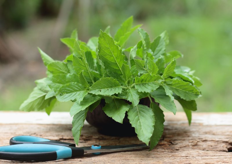 Ova osvježavajuća biljka smanjuje nadutost i opušta tijelo, ali važan je odabir prave vrste