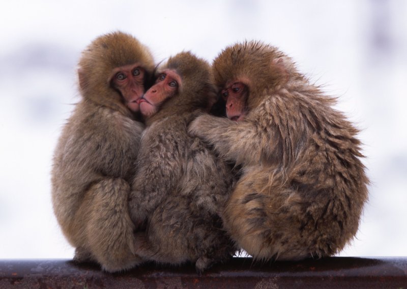 Ljubljenje nije počelo s ljudima: Prvi poljupci 'pali su' još prije 20 milijuna godina