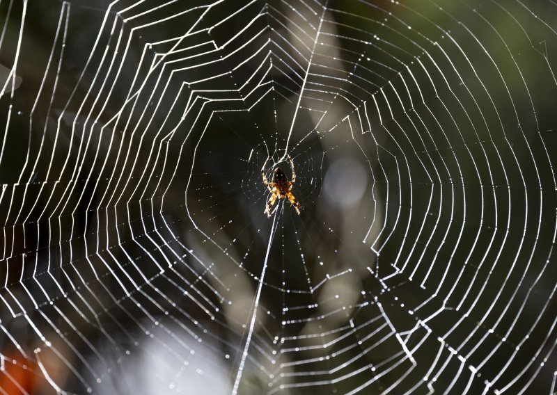 U Grčkoj otkrivena golema paukova mreža s 111.000 paukova