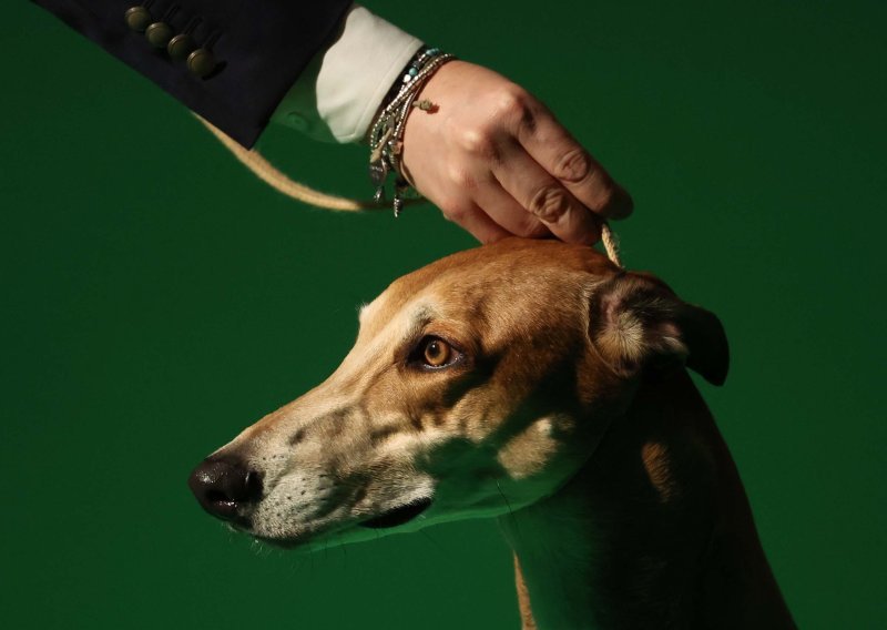 Od čivave do hrta: Znanstvenici otkrili koji psi imaju najviše vučjeg DNK