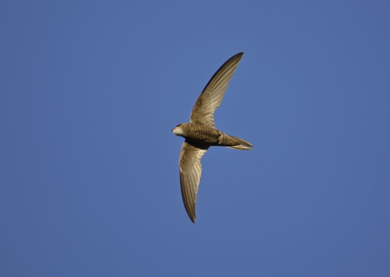 Održan izbor za 'Pticu godine', pobjednica je crna čiopa