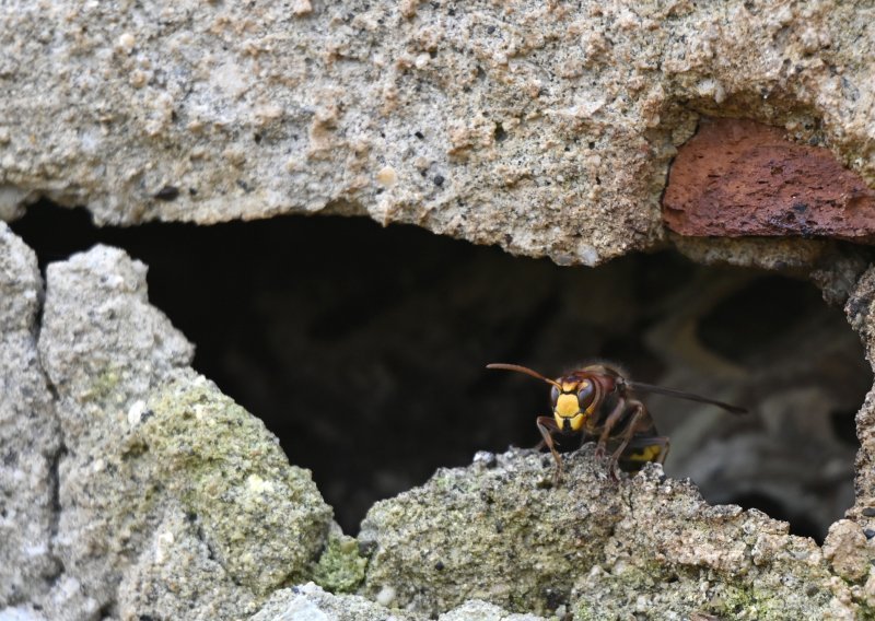 Rizik za zdravlje ljudi i ekosustave: Invazivne vrste u EU stvaraju ekonomsku štetu od 12 milijardi eura godišnje