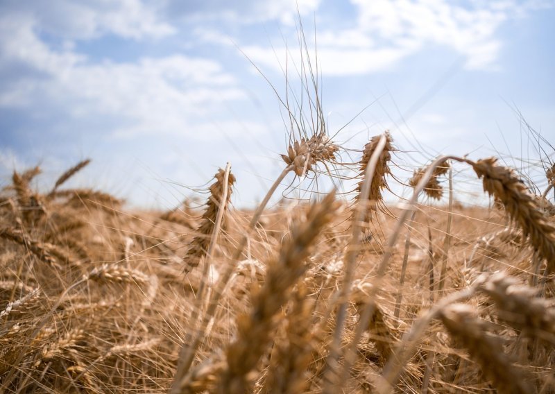Pao dohodak u domaćoj poljoprivredi, ovo su očekivanja do kraja godine