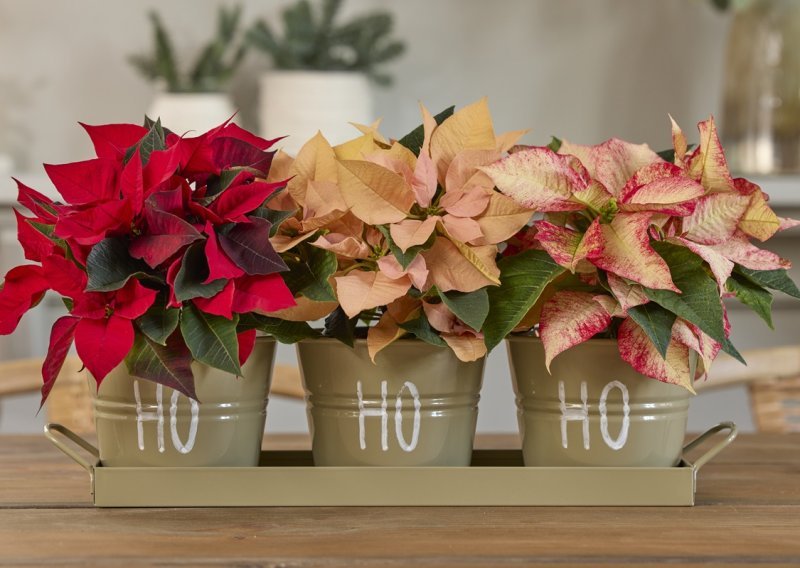 Pogledajte ideje za adventske i božićne dekoracije s ovom blagdanskom ljepoticom