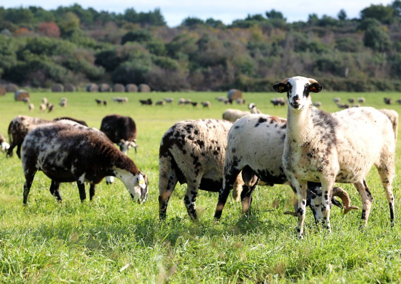 Sve više uzgajivača ovaca i koza odustaje od uzgoja: Od vlasti traže manji PDV