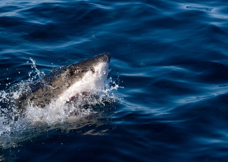 U napadu morskog psa u Australiji jedna žena poginula, muškarac teško ozlijeđen